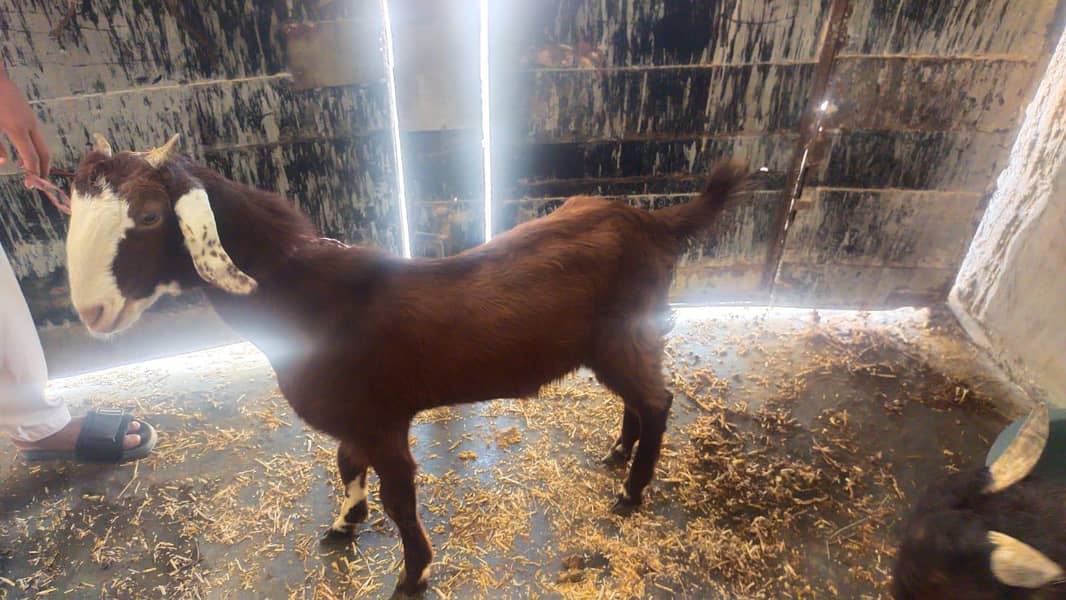 Bakra 7