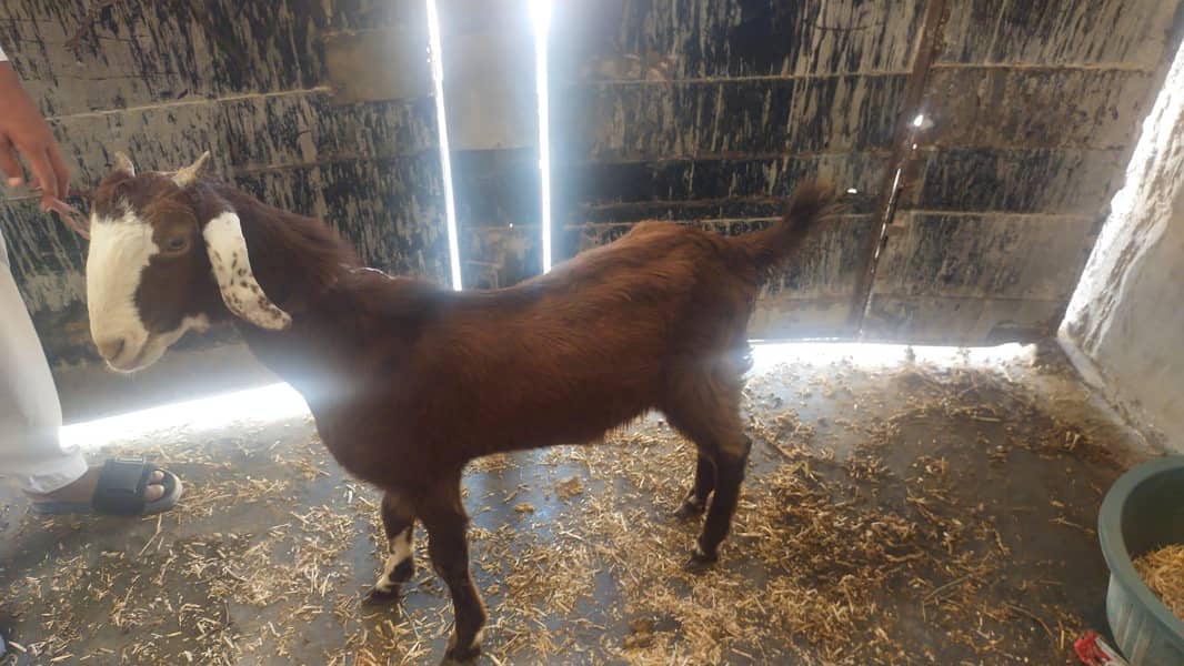 Bakra 8