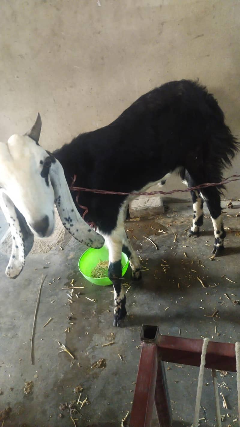 Bakra 9