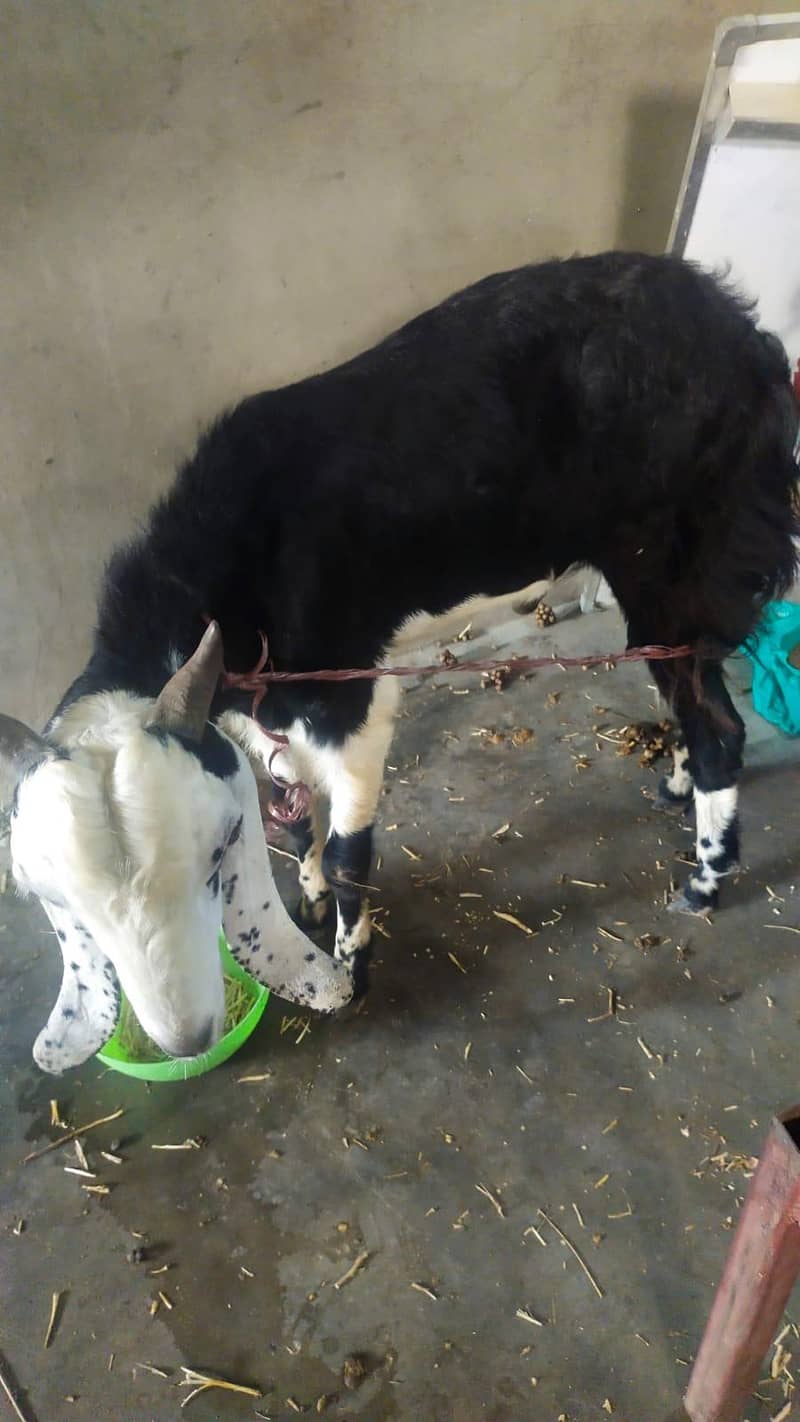 Bakra 10