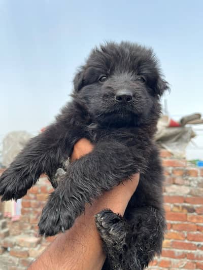Black German shepherd female puppy