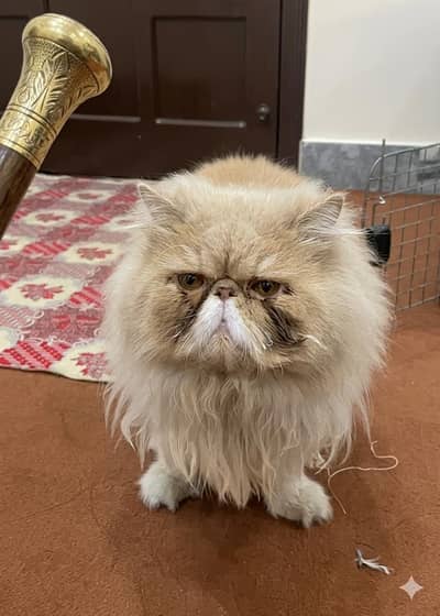 CFA Lineage Peke Male For Stud Service