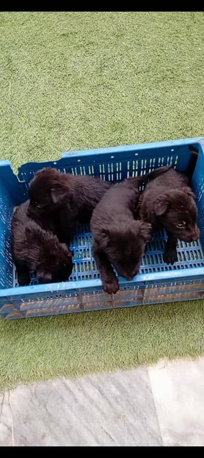 Belgium block puppy