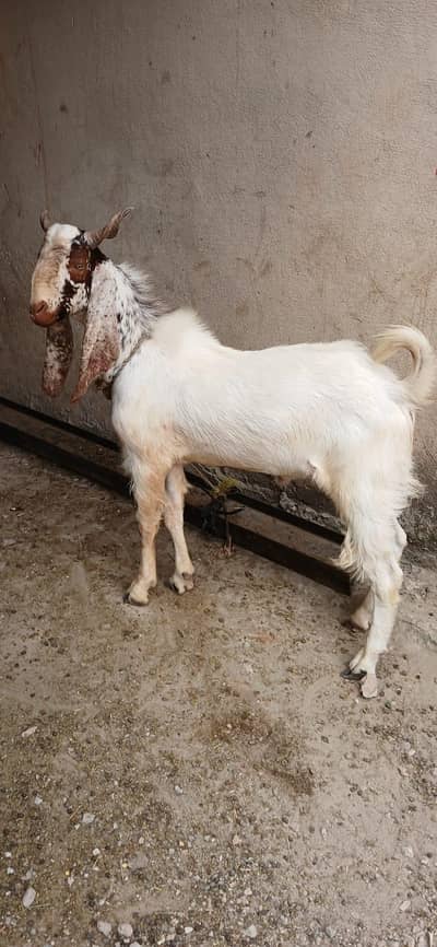 Beautiful 2 Teeth dhoonday Qurbani Healthy Bakray