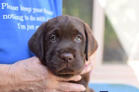 British Labrador top notch quality avail wattsapp 03294018736