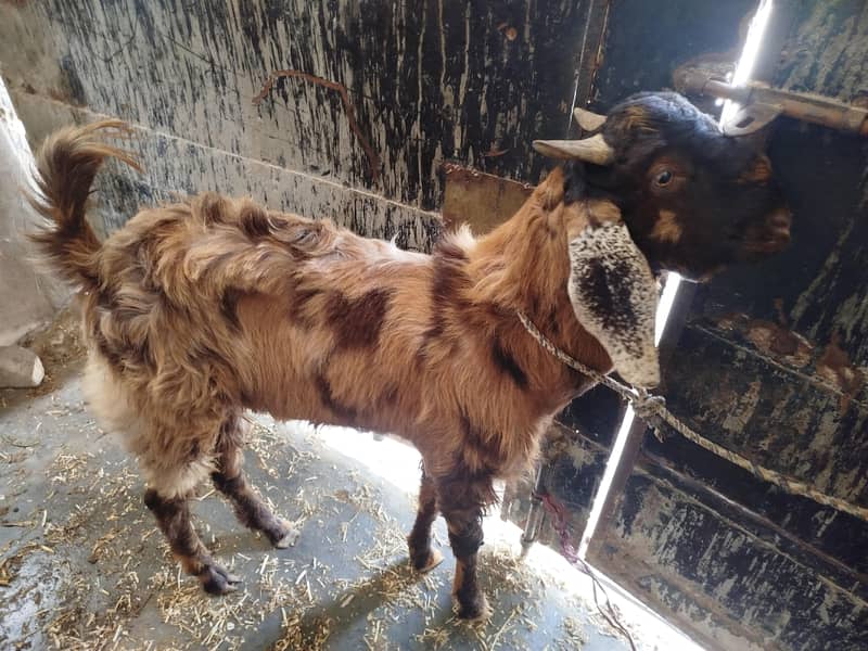 Bakra 1