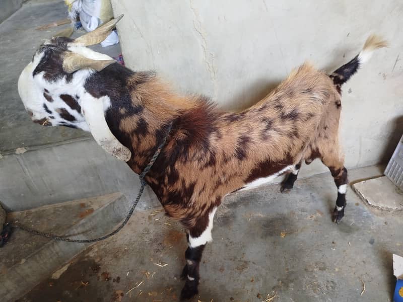 Bakra 2