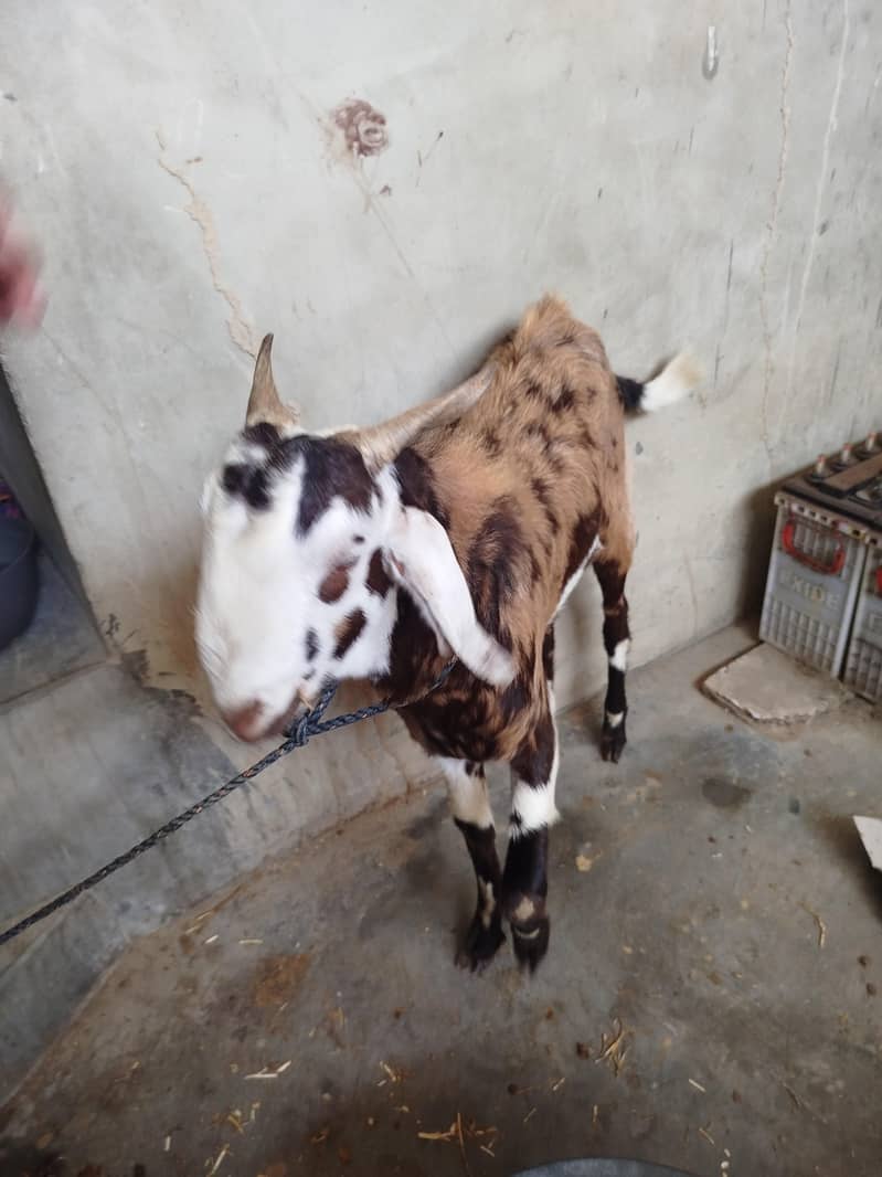Bakra 3