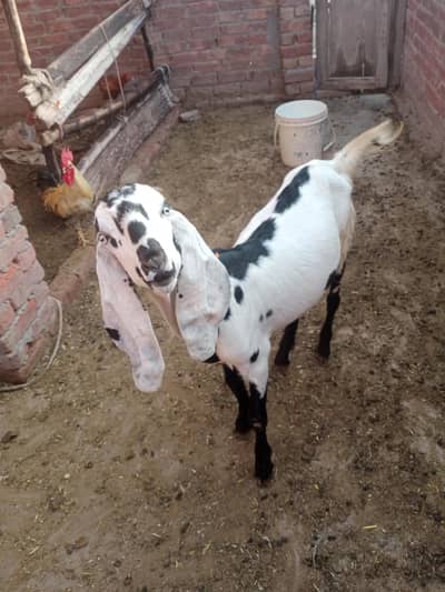 bakra