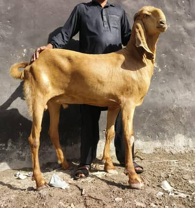 Goats For Qurbani 2026