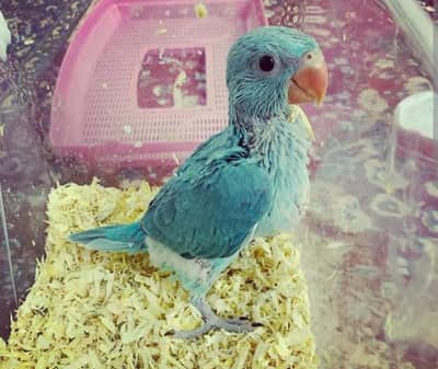 Blue parrot