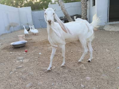 gulabi bakri ki jori for sale
