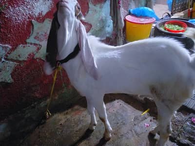2 Daant Bakra Full Active