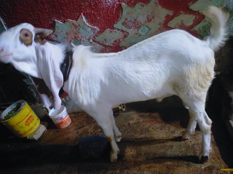 2 Daant Bakra Full Active 1