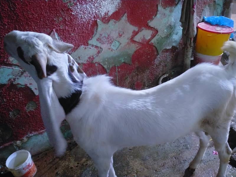 2 Daant Bakra Full Active 2