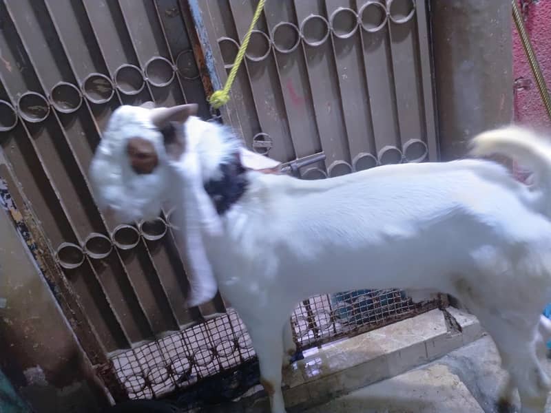 2 Daant Bakra Full Active 3