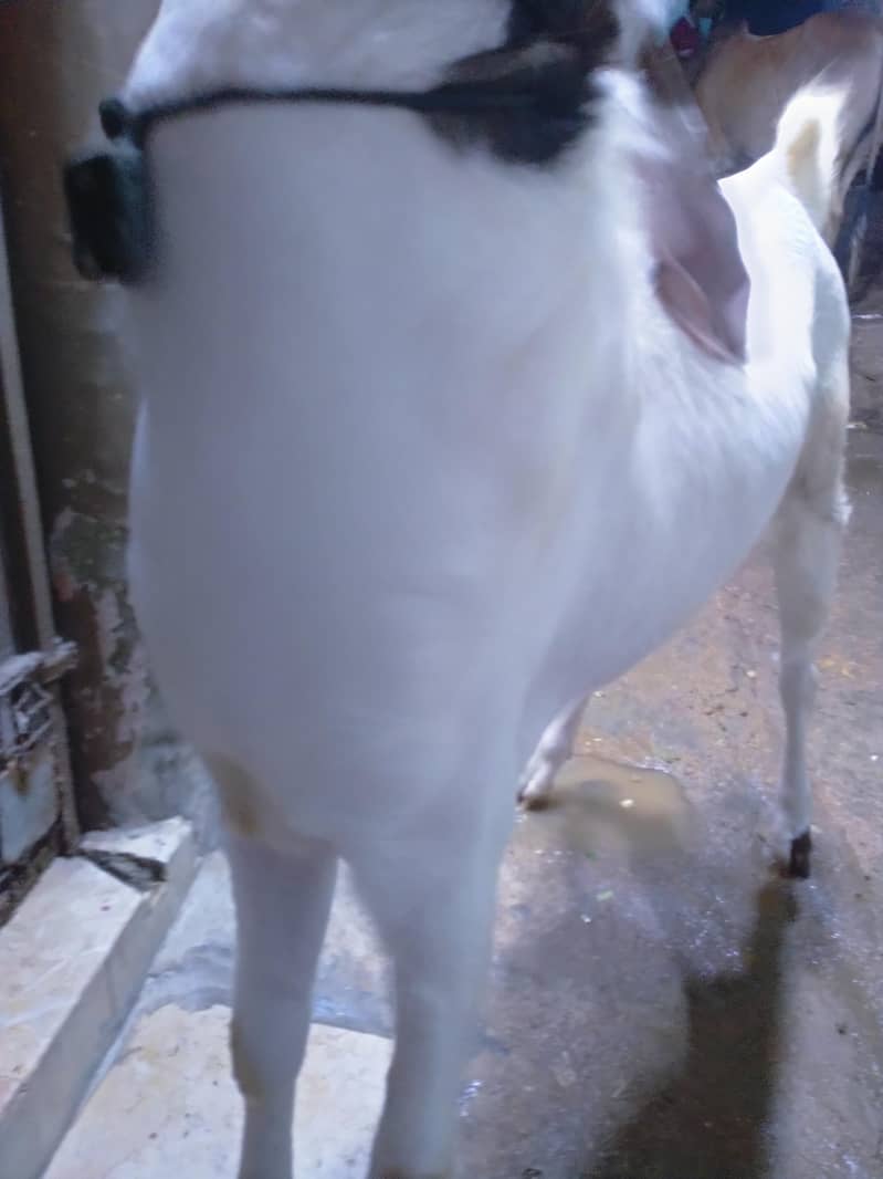 2 Daant Bakra Full Active 4
