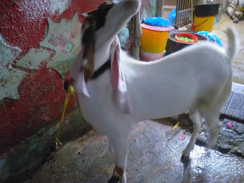 2 Daant Bakra Full Active 5