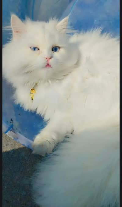 Male kitten for sale