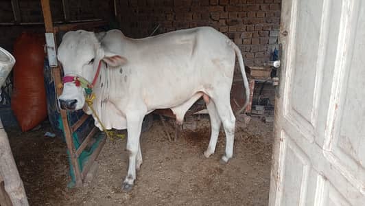 2 dant qurbani janwar
