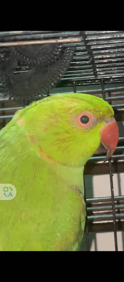 green Ring neck male available for sale