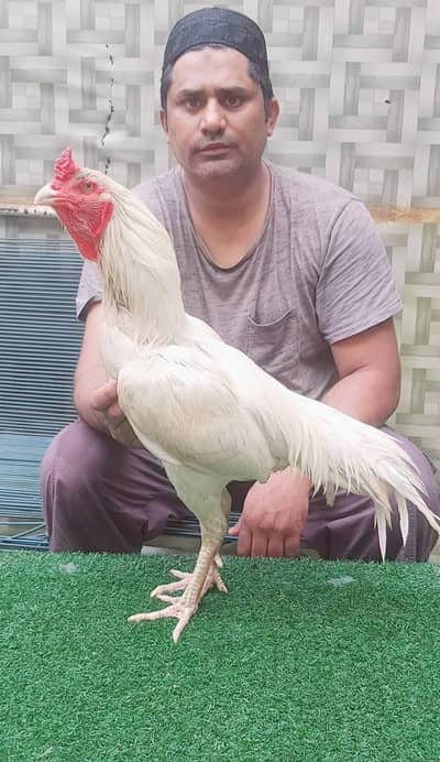 Pure Paper White Heera Bloodline Aseel Rooster