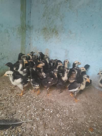 chicks for sale