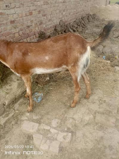 bakra