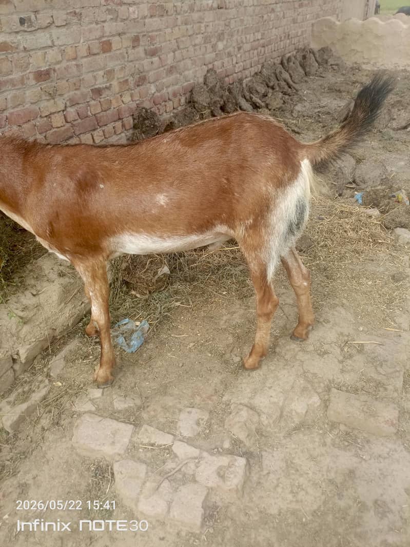 bakra 0