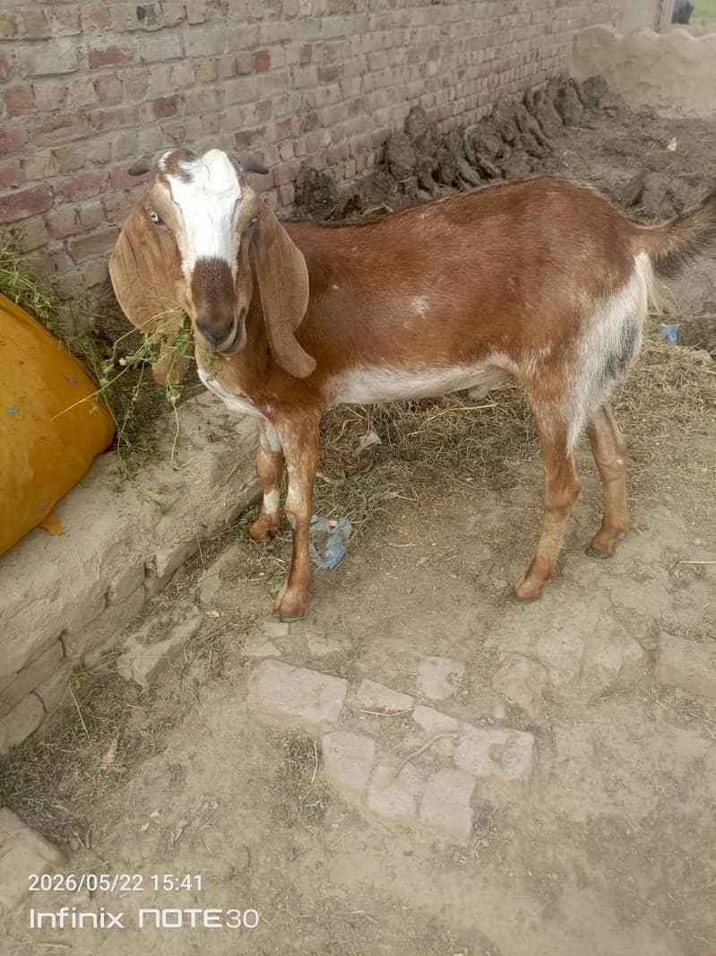 bakra 1