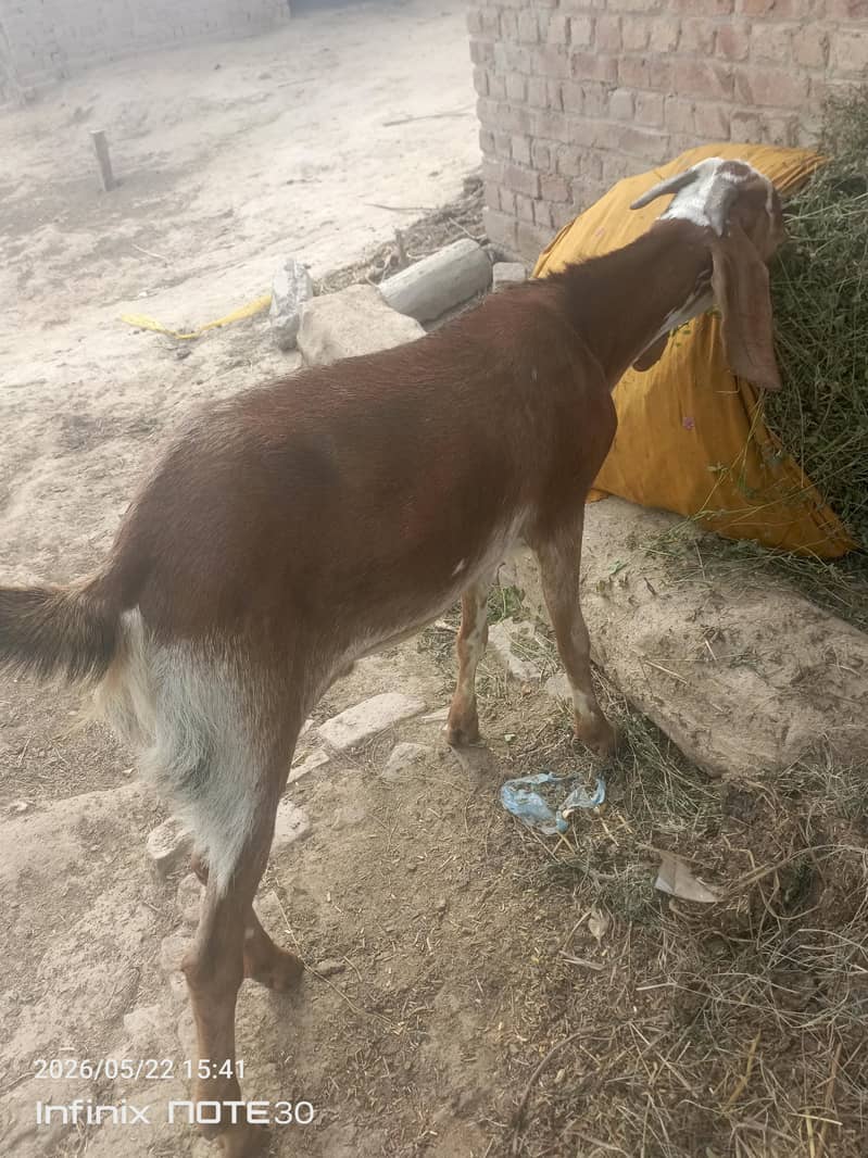 bakra 2