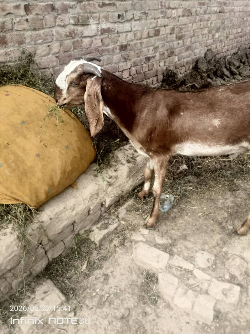 bakra 3