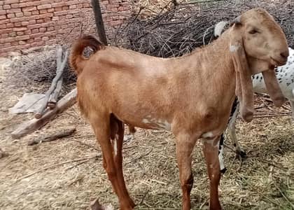 For sale Donda hai