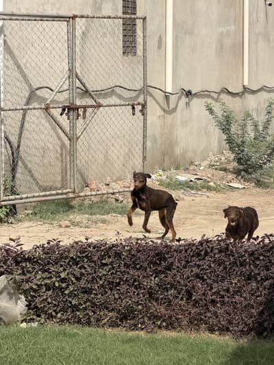 Red Doberman  Pair
