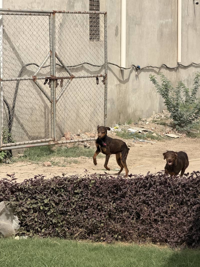 Red Doberman  Pair 0
