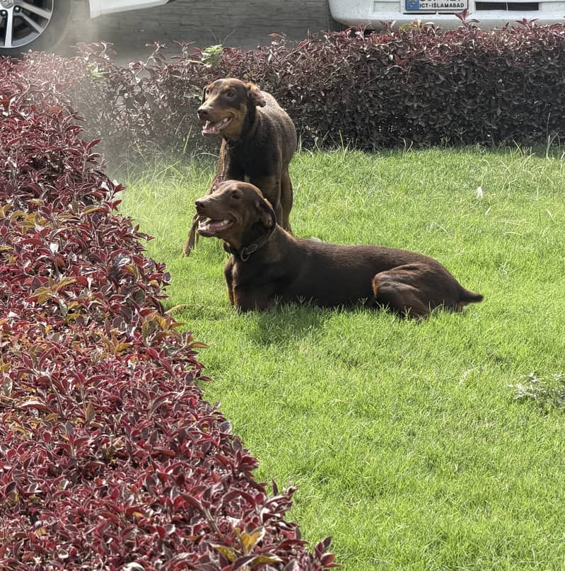 Red Doberman  Pair 1