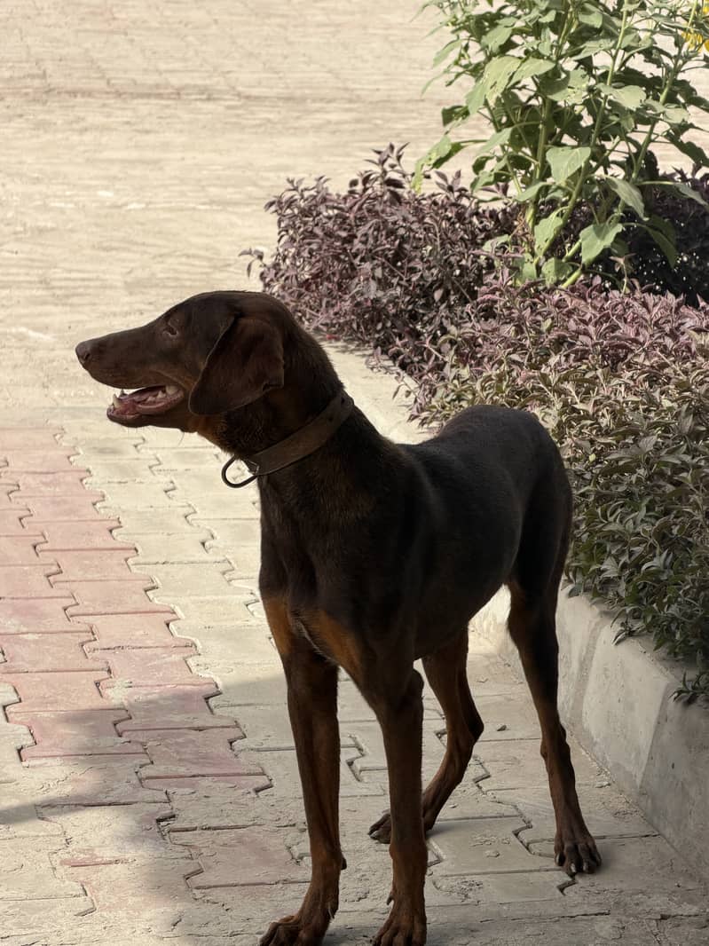 Red Doberman  Pair 2
