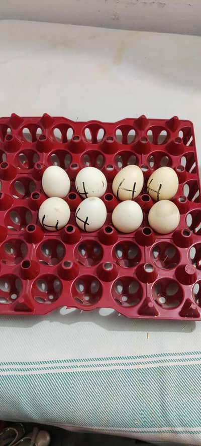 Heera Aseel eggs available