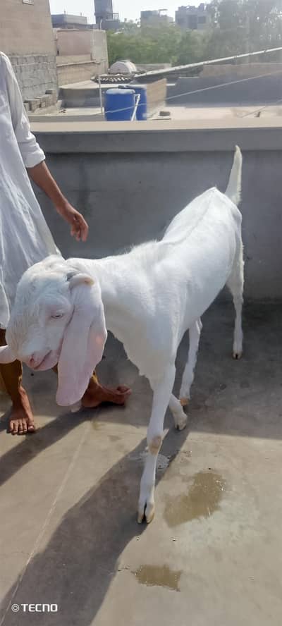 Bakra