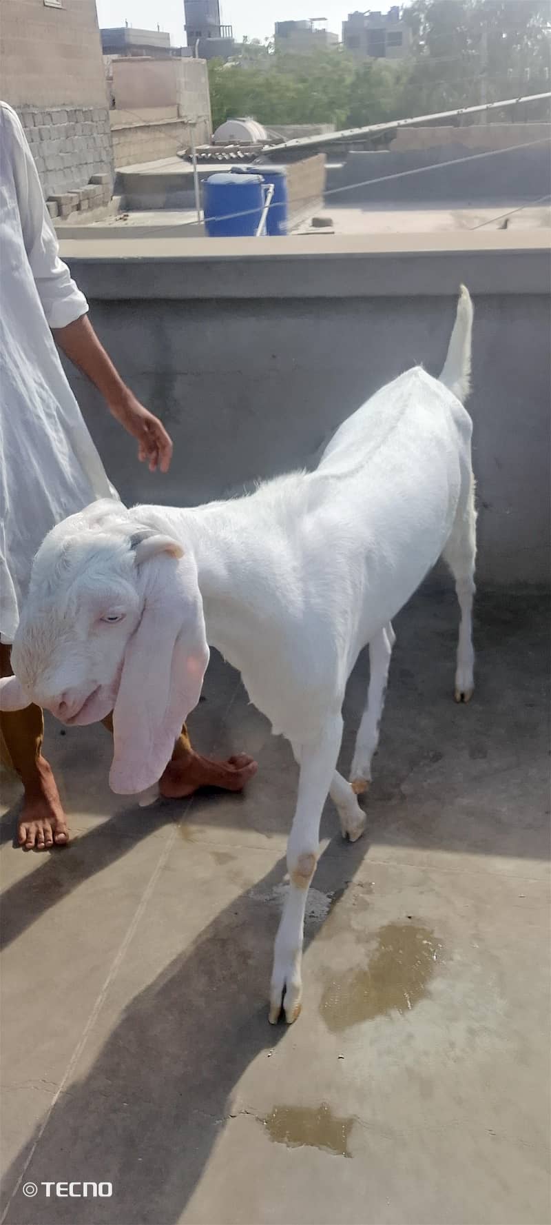 Bakra 0