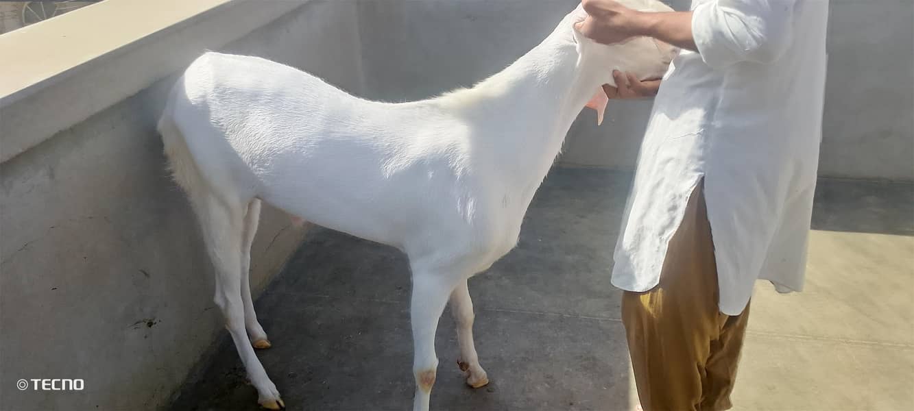 Bakra 1