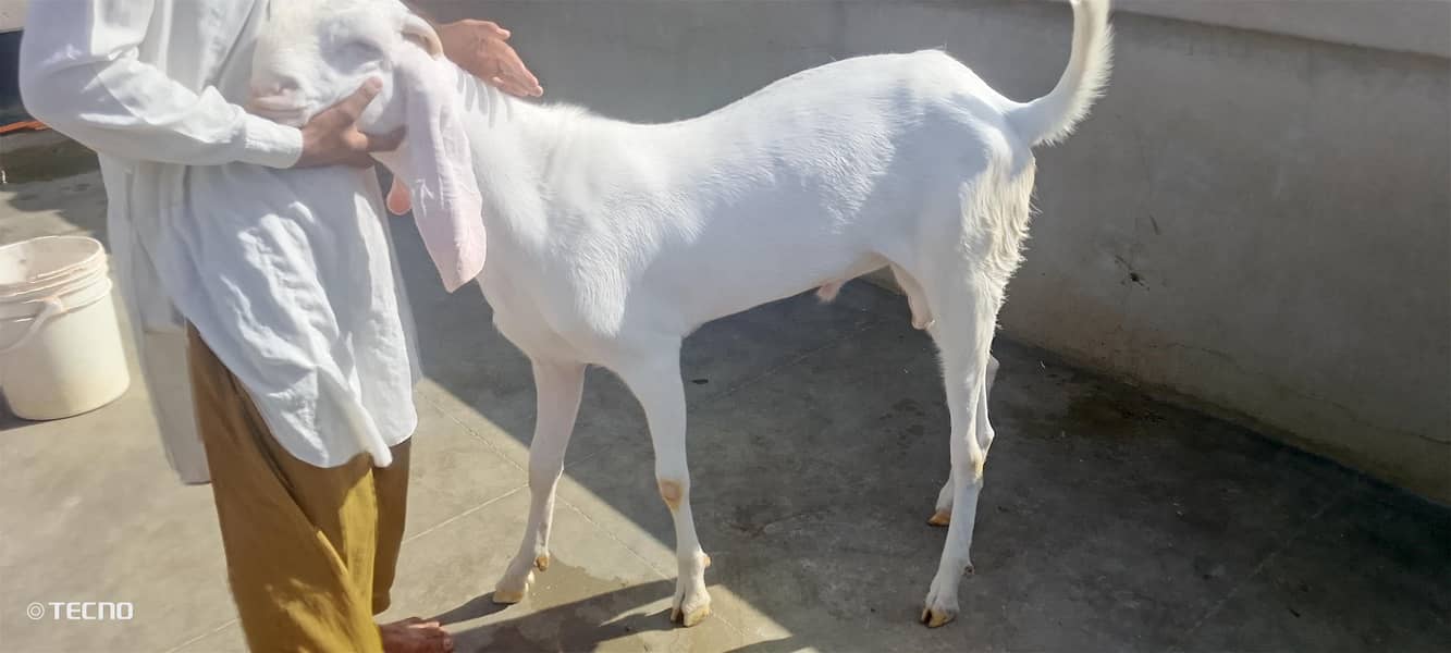 Bakra 2