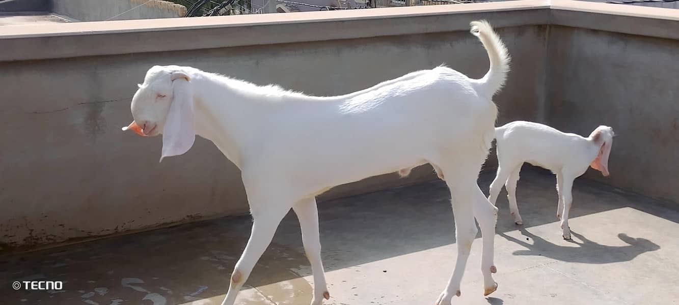 Bakra 3