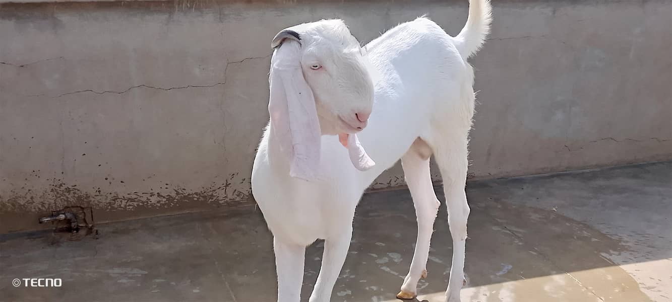 Bakra 4