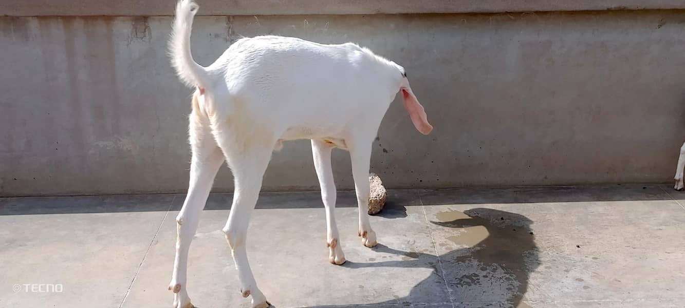 Bakra 5