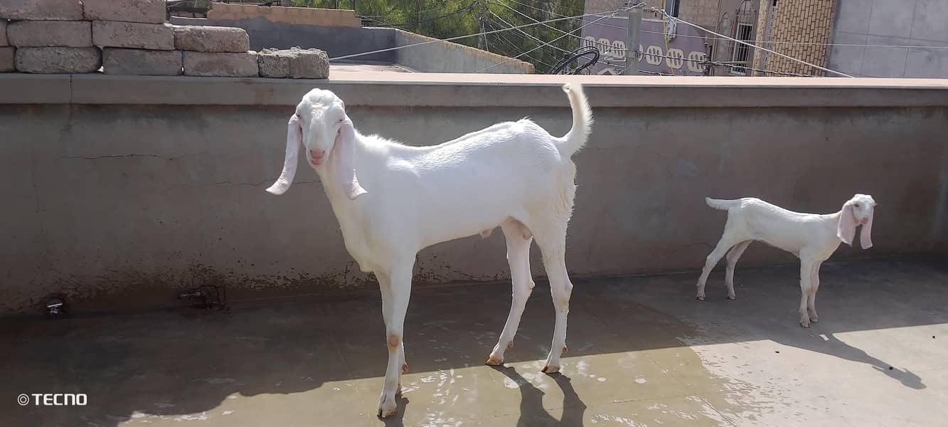 Bakra 6