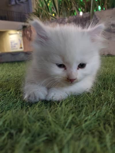  Two Beautiful White Persian Kittens - Loving Home Wanted! 