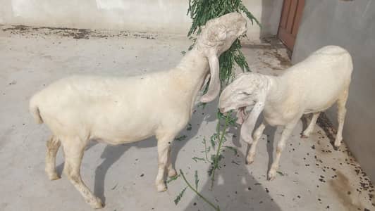 Larkana Gulabi