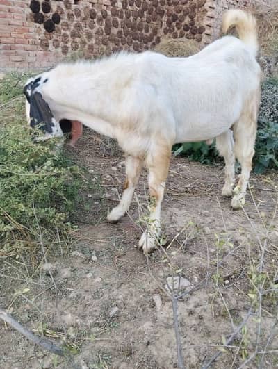 Goat for sale