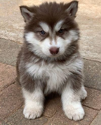 Siberian Husky Blue eyes Long Coat avail wattsapp 03294018736